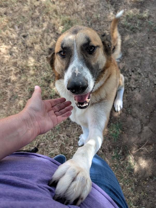 Enlarge Rose, a Adoptable Anatolian Shepherd in Denver , CO image 5/5