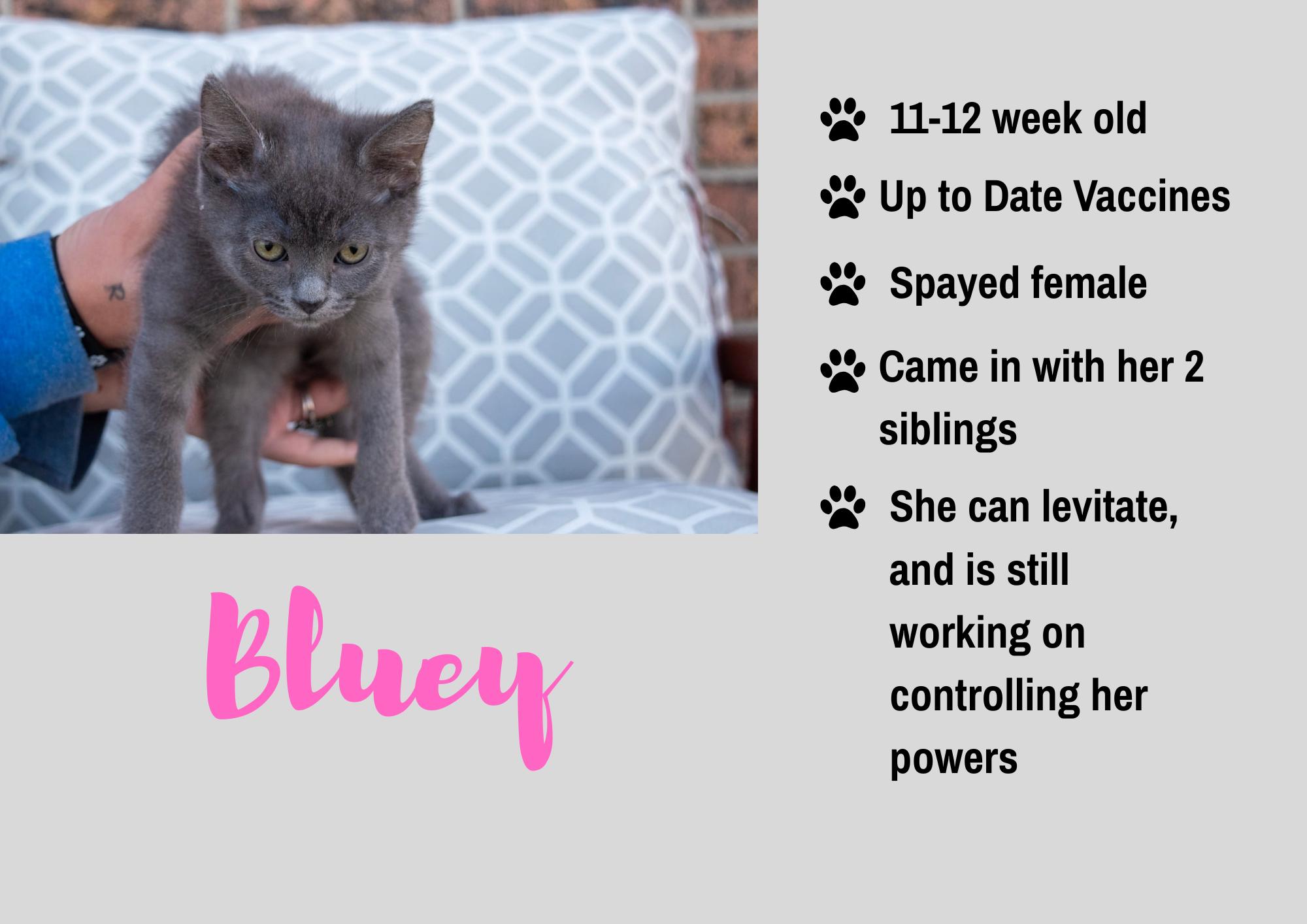 Enlarge Bluey, a Adoptable Domestic Short Hair in Junction City, KS image 1/1