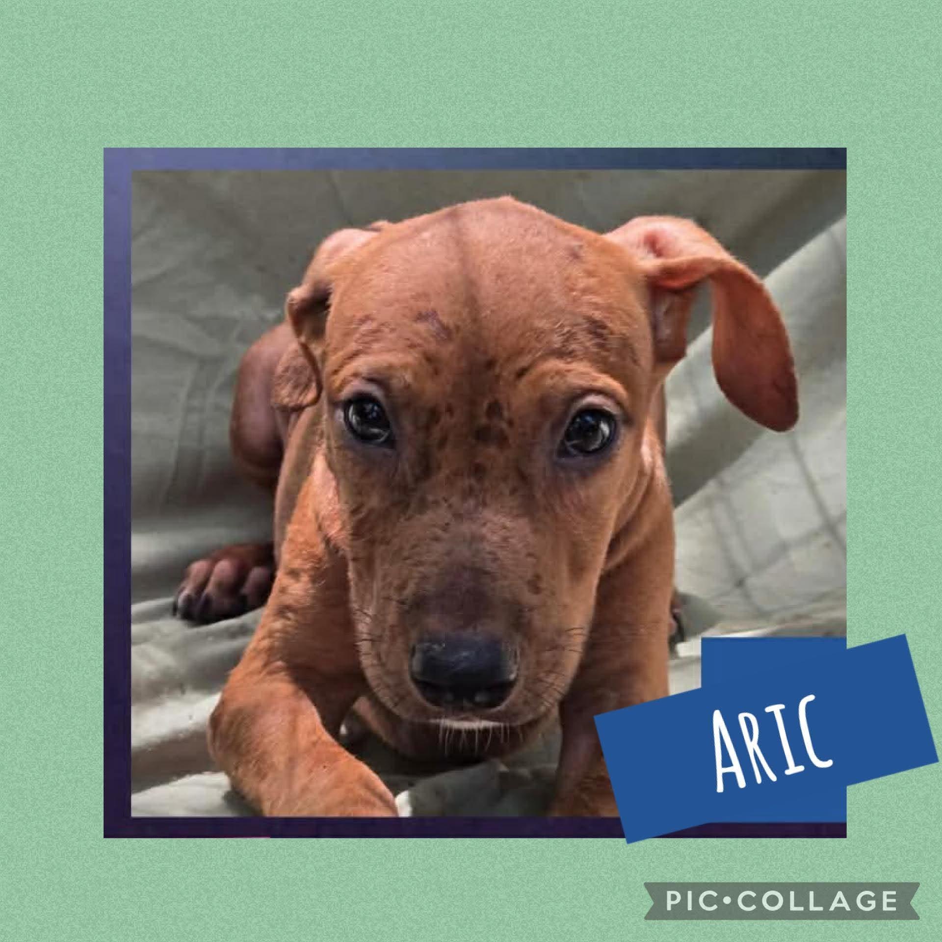 Aric, Adoptable, Puppy Male Labrador Retriever & Hound.