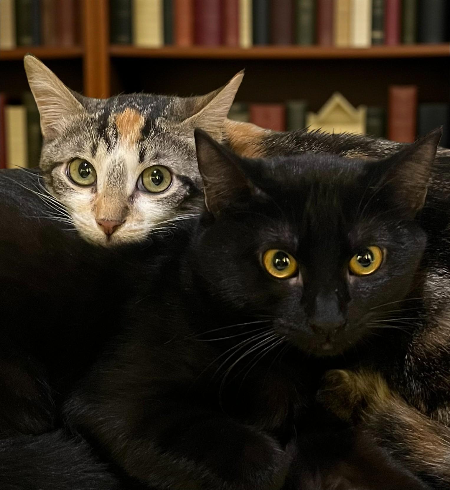 Echo – A Glossy thumbnail 3