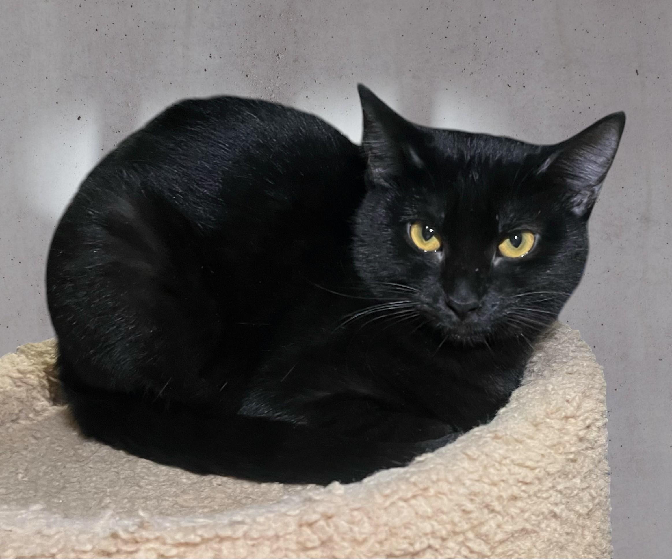 Echo – A Glossy thumbnail 2