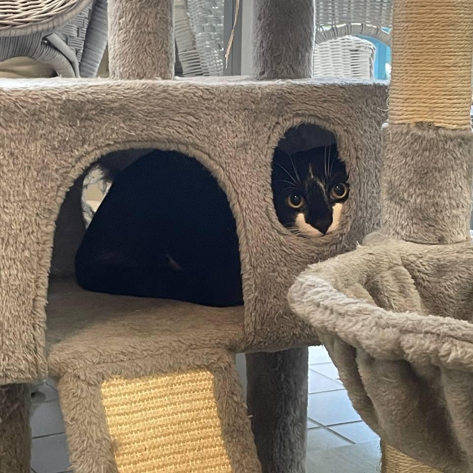 Wishbone, a Adoptable Domestic Short Hair in Wantagh, NY image 1/6
