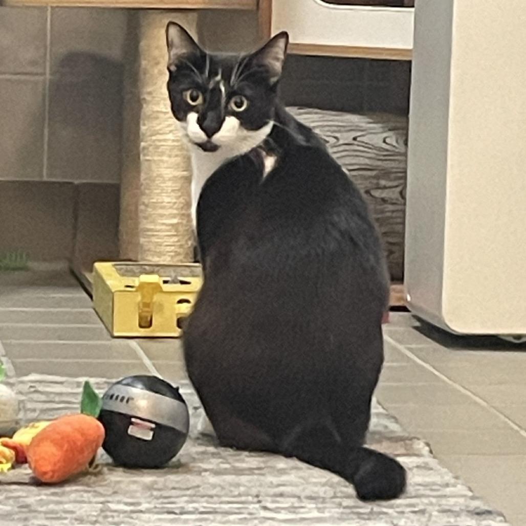 Wishbone, a Adoptable Domestic Short Hair in Wantagh, NY image 3/6