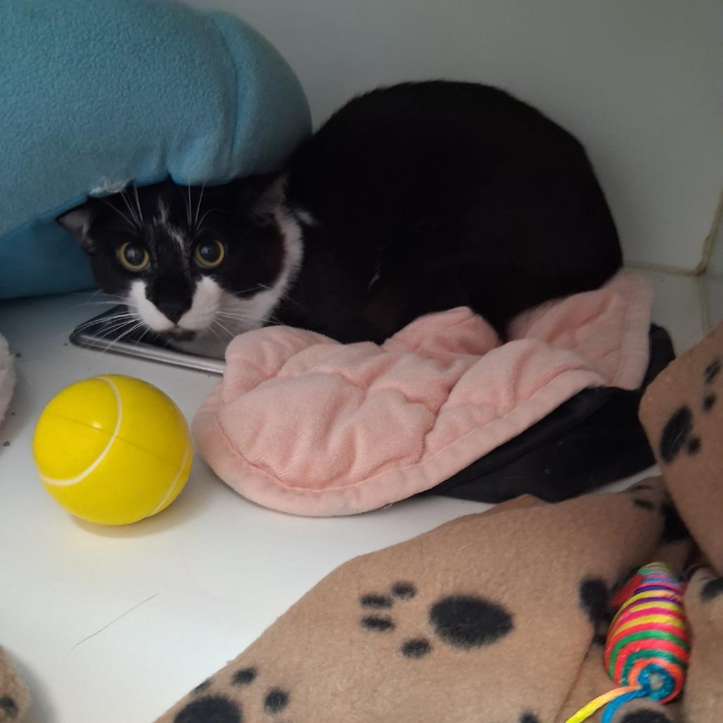 Wishbone, a Adoptable Domestic Short Hair in Wantagh, NY image 5/6