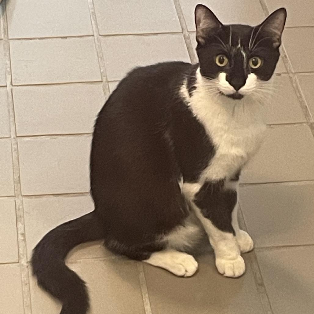 Wishbone, a Adoptable Domestic Short Hair in Wantagh, NY image 6/6