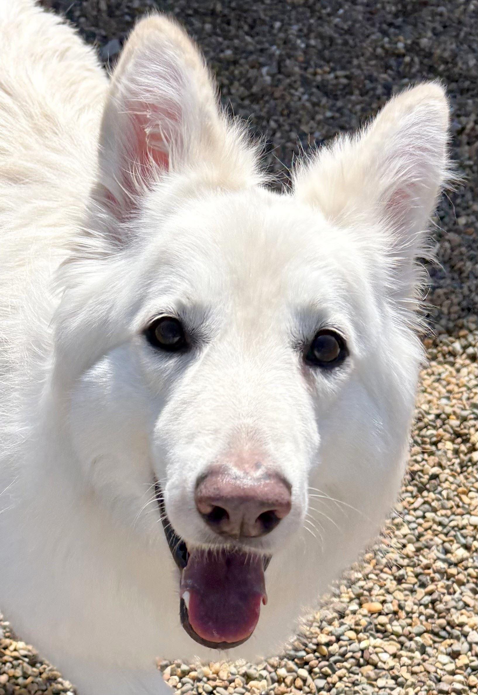Enlarge Brynlee, an adopted mixed breed in Iowa City, IA image 3/3