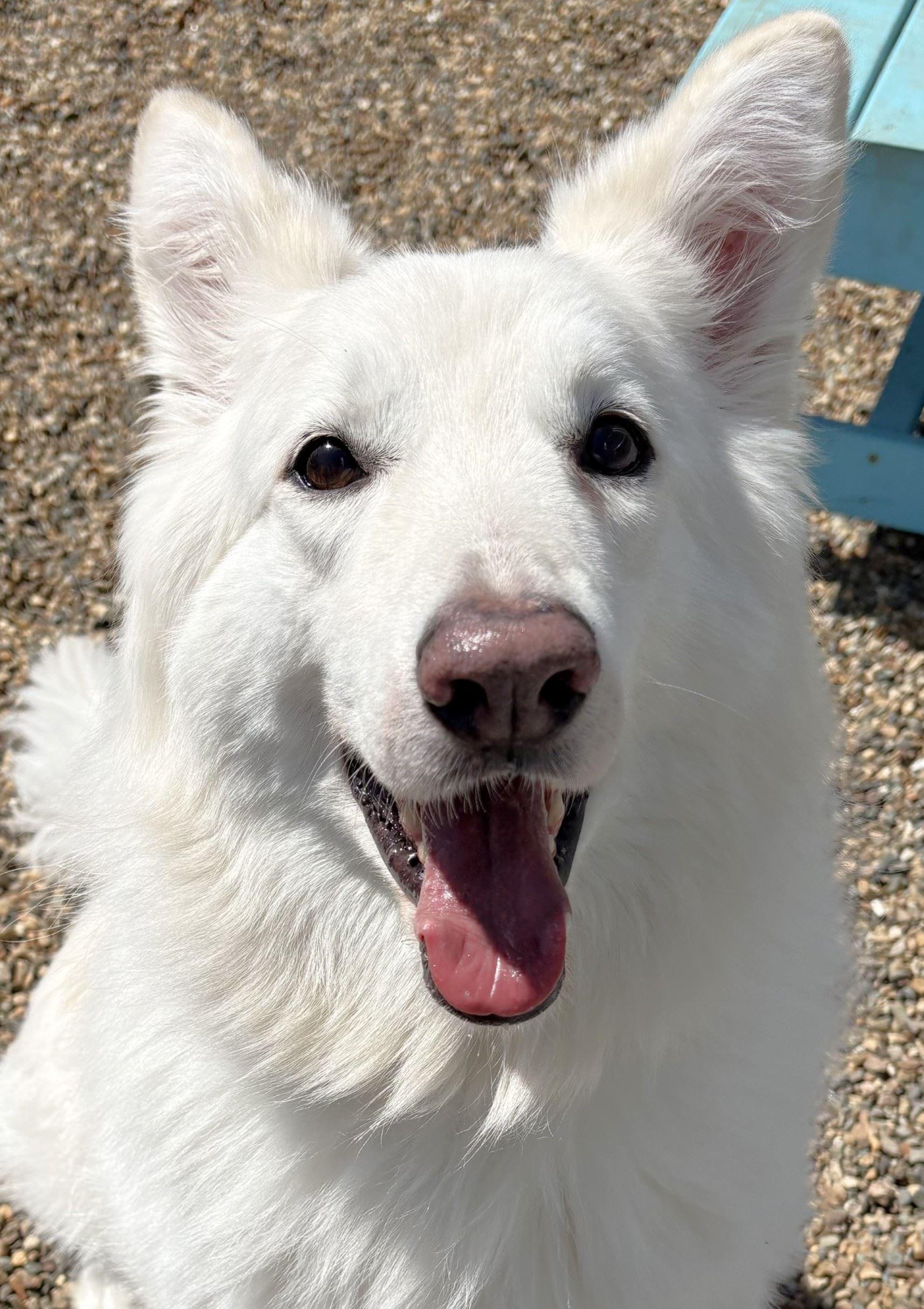 Enlarge Brynlee, an adopted mixed breed in Iowa City, IA image 1/3