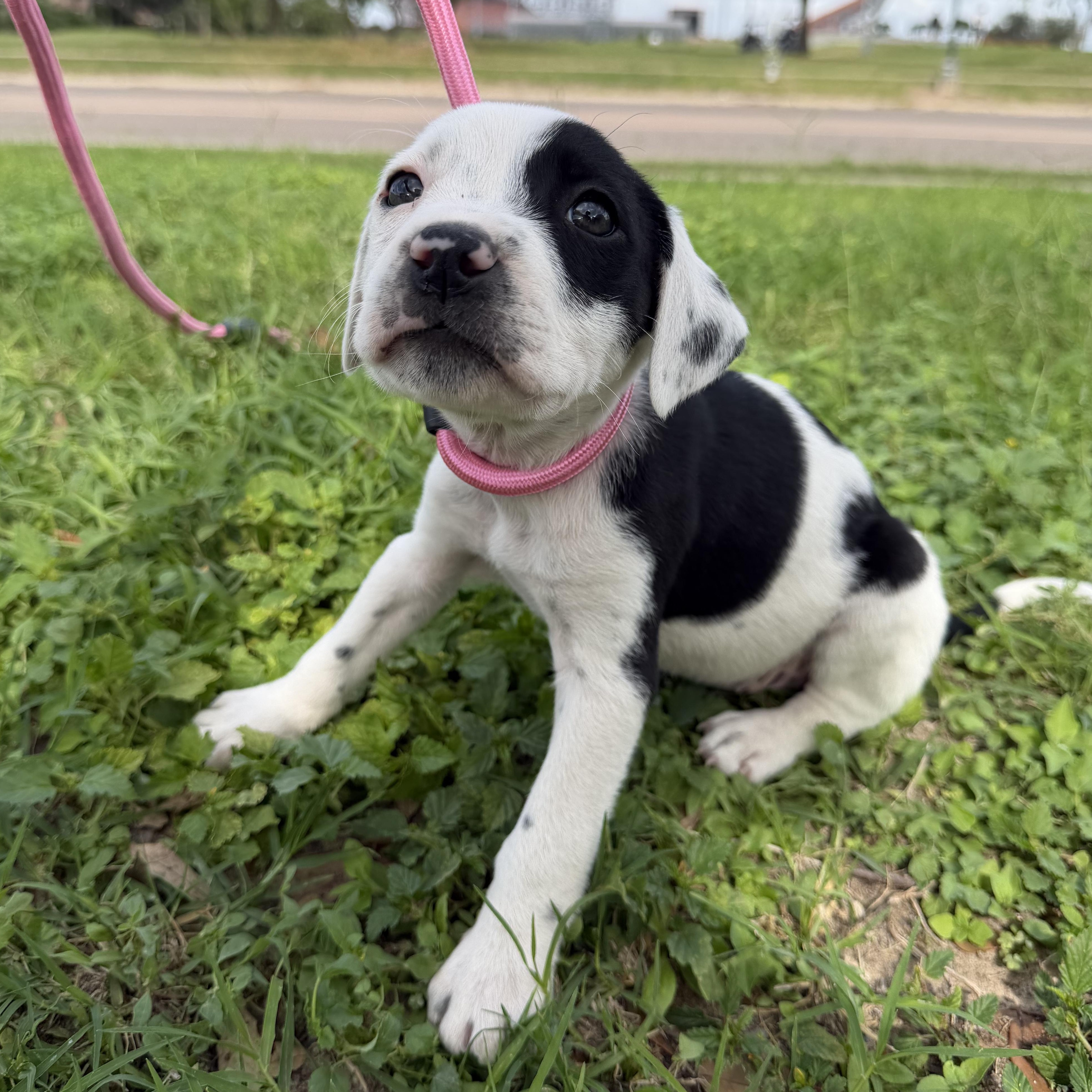 Earth, an adopted mixed breed in Short Hills, NJ image 2/3