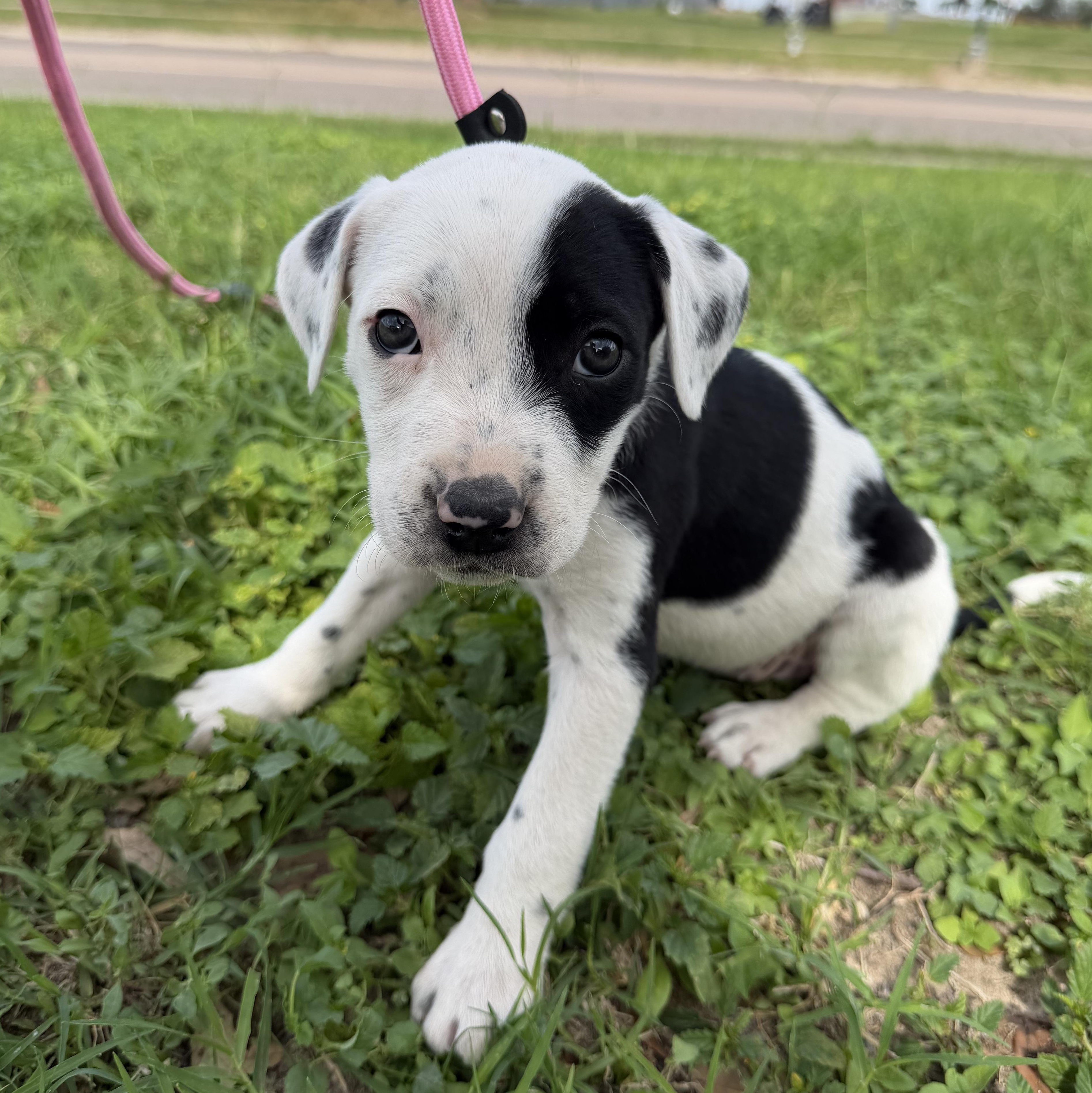 Earth, adopted, Puppy Female Pit Bull Terrier.