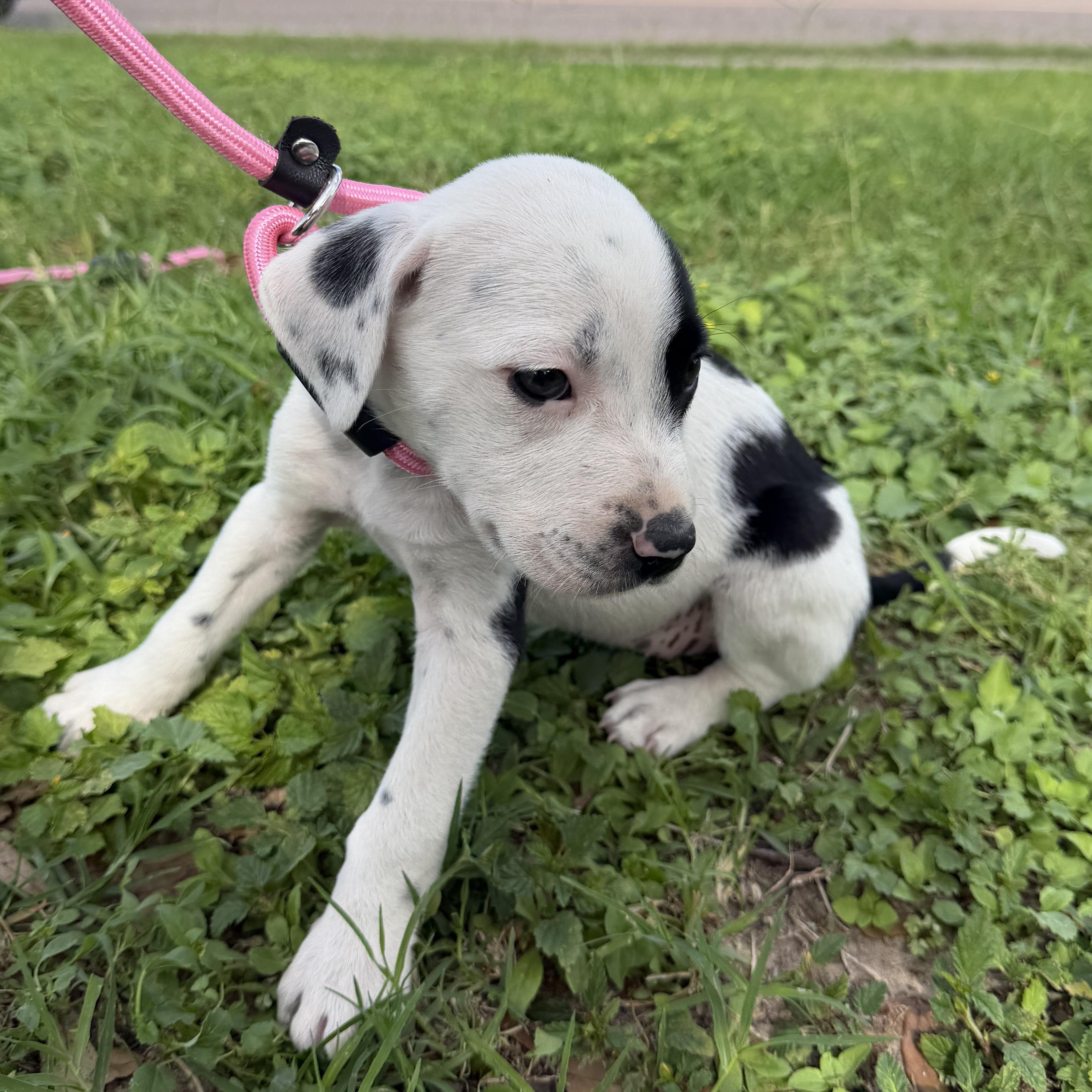 Earth, an adopted mixed breed in Short Hills, NJ image 3/3