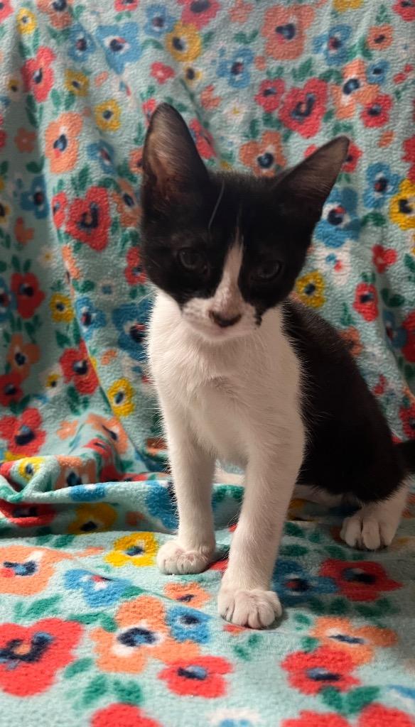 Enlarge Mila, a Adopted mixed breed in Corpus Christi, TX image 1/1