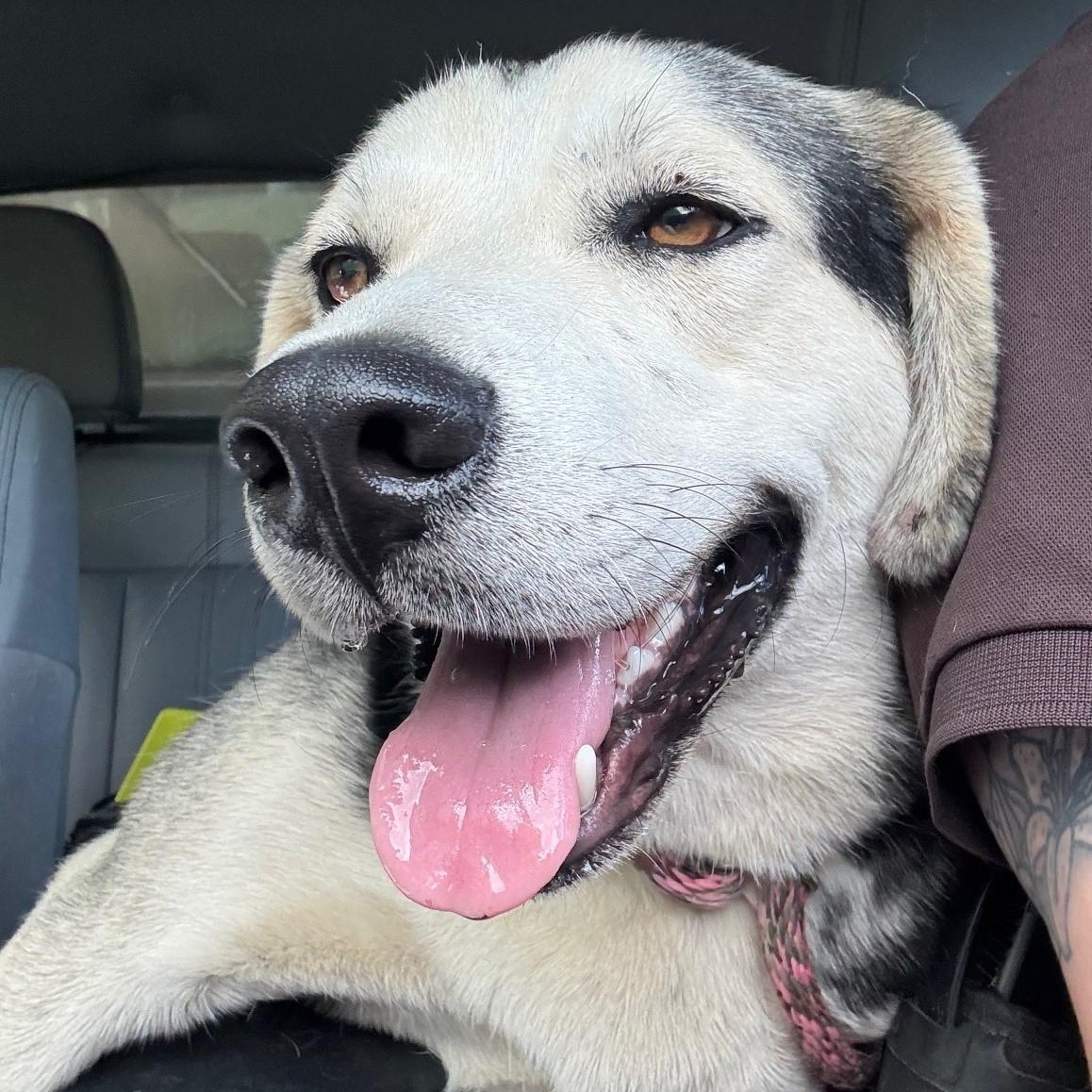 Enlarge Max, a ADOPTABLE mixed breed in Cumberland , VA image 3/3
