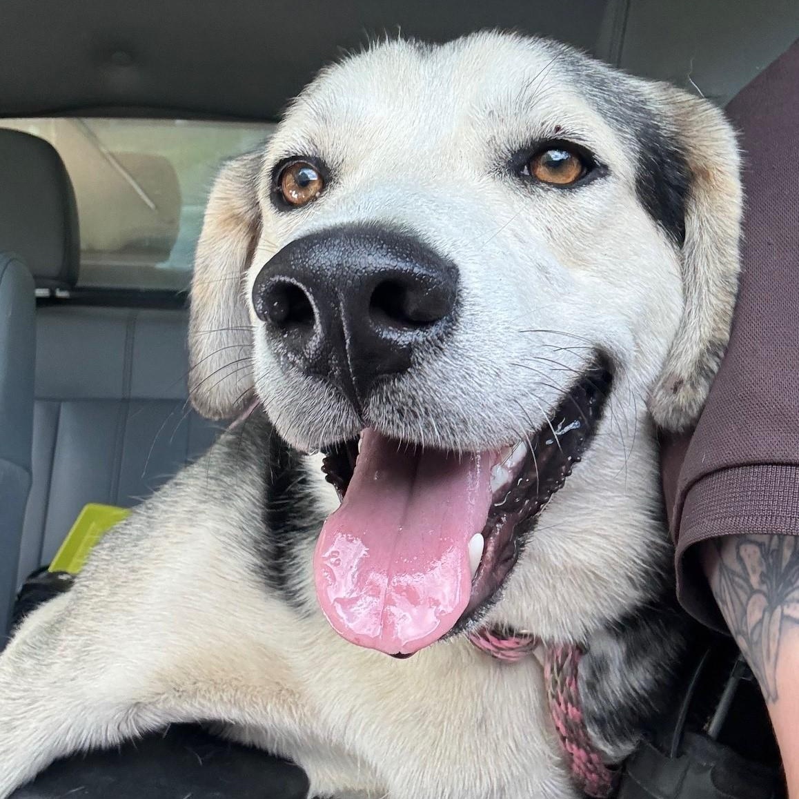 Enlarge Max, a ADOPTABLE mixed breed in Cumberland , VA image 1/3