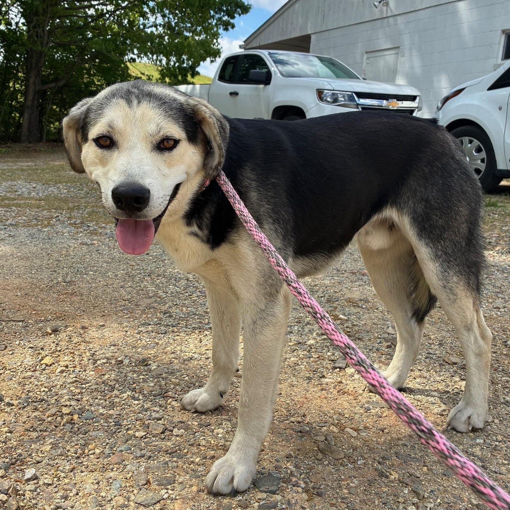 Enlarge Max, a ADOPTABLE mixed breed in Cumberland , VA image 2/3