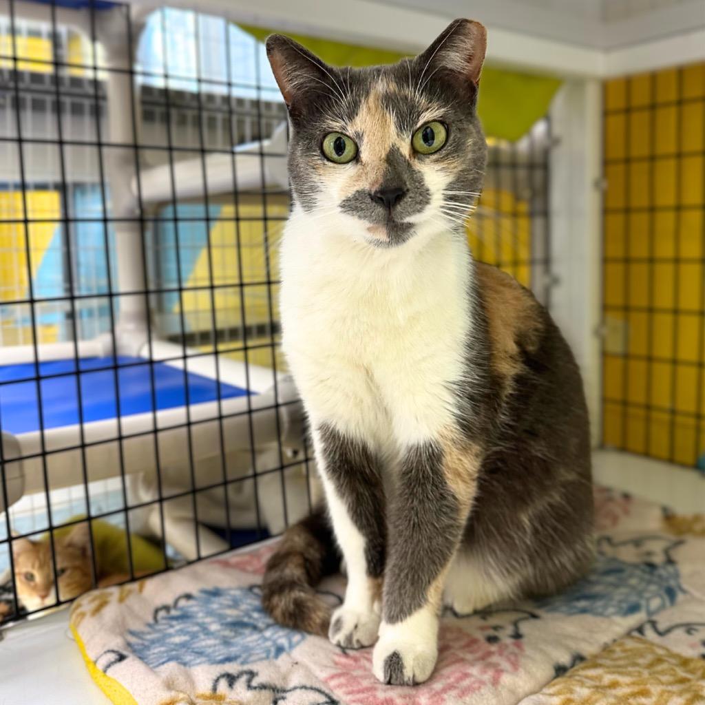 Enlarge KiKi, a Adopted mixed breed in Saint Petersburg, FL image 1/1