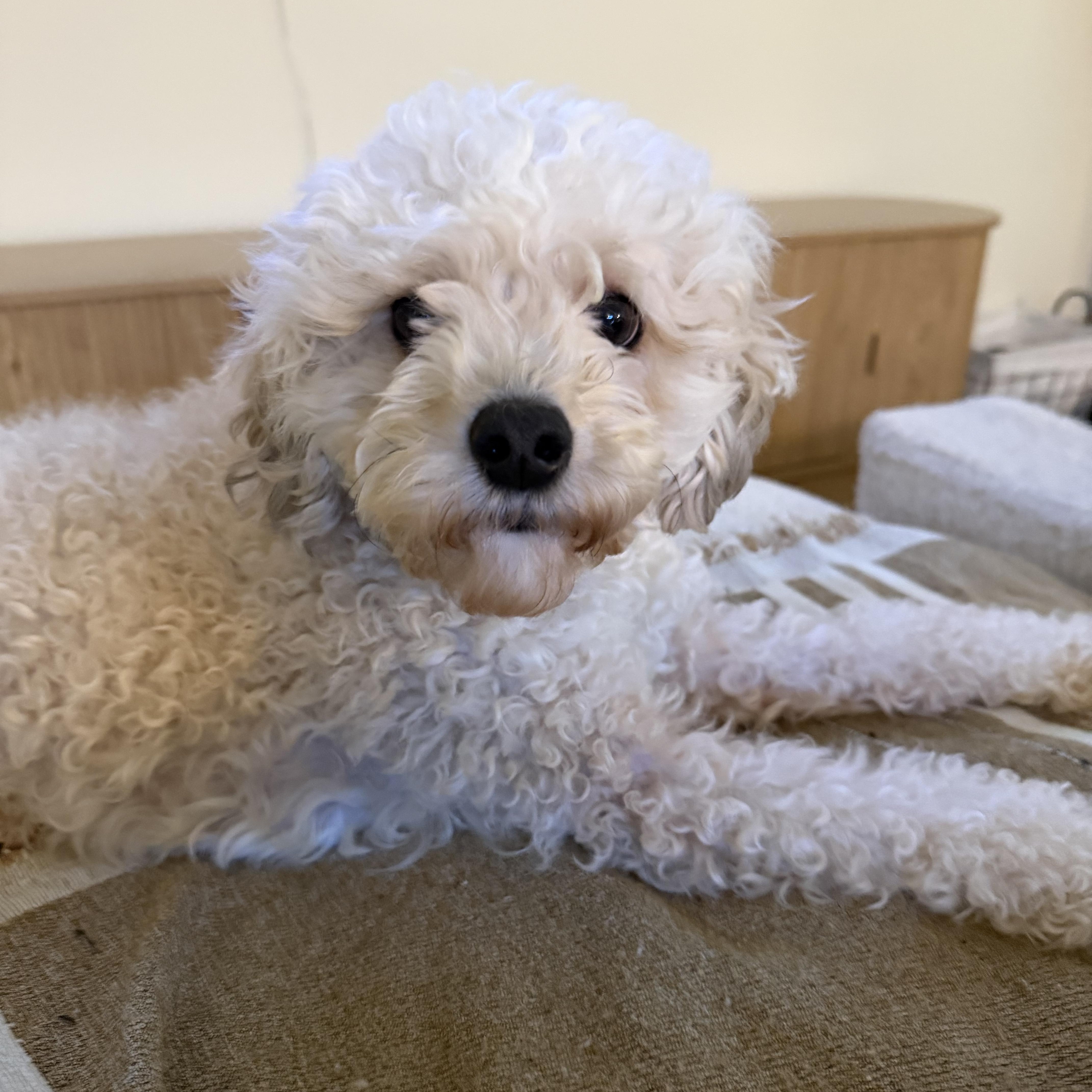 Jojo, Adopted, Young Male Miniature Poodle.