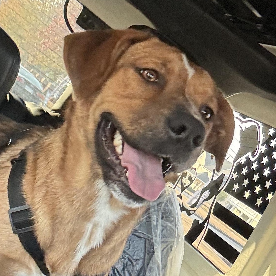 Enlarge Millie, an adopted mixed breed in Roswell, GA image 3/3