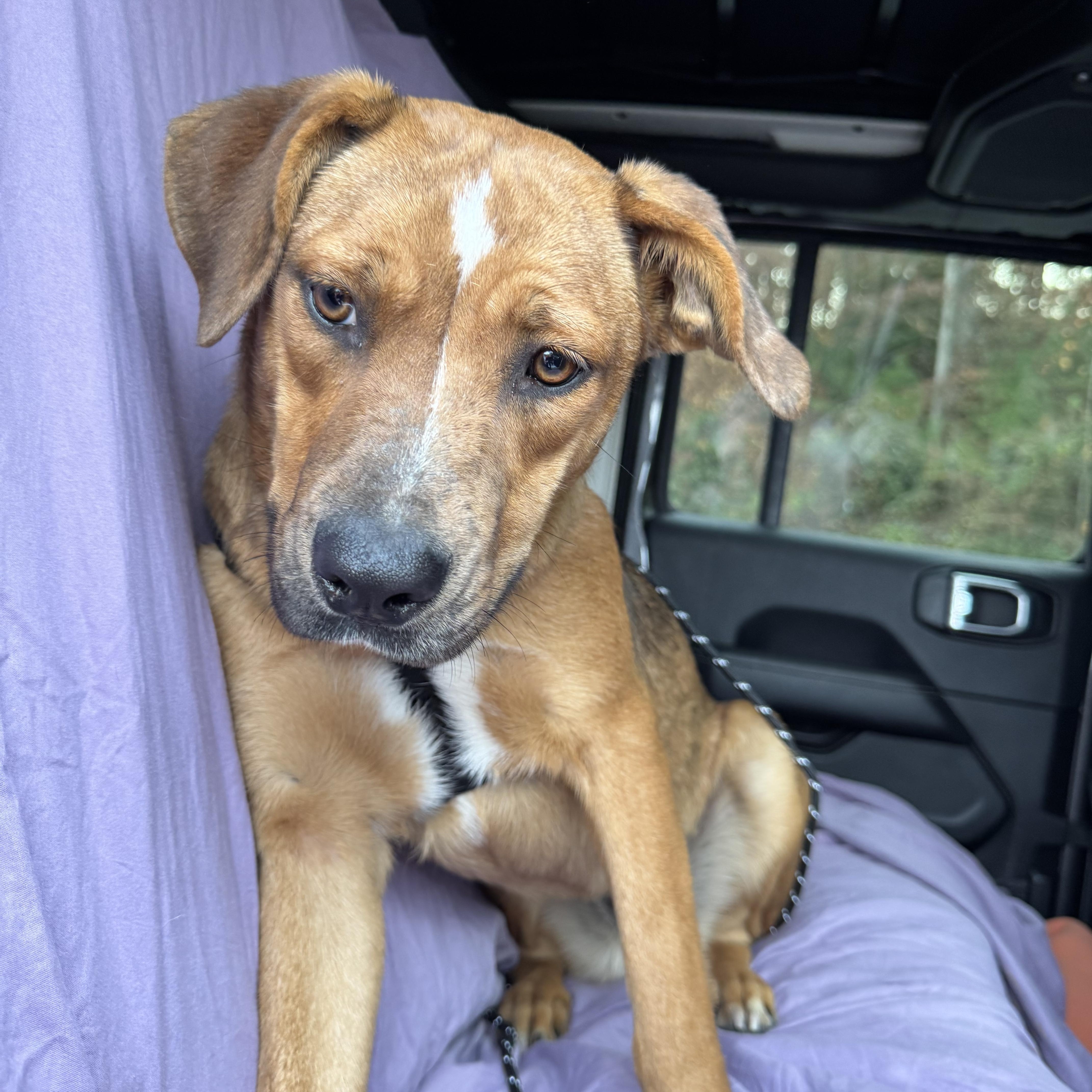 Enlarge Millie, an adopted mixed breed in Roswell, GA image 2/3