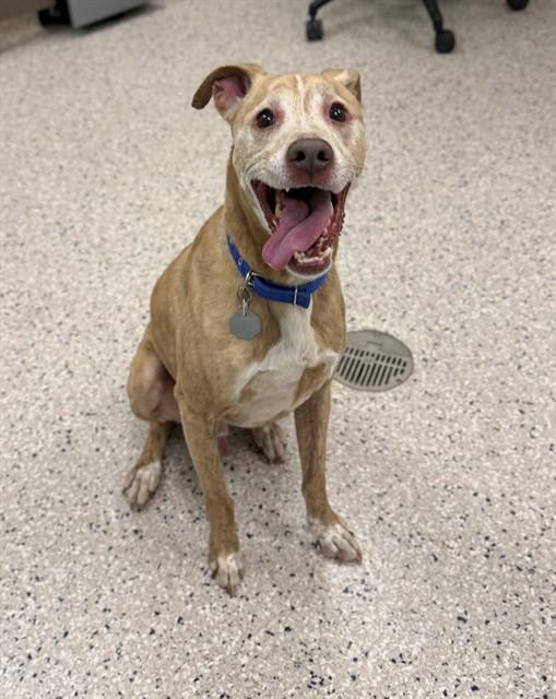 KAI, Adoptable, Adult Male Labrador Retriever & Pit Bull Terrier.