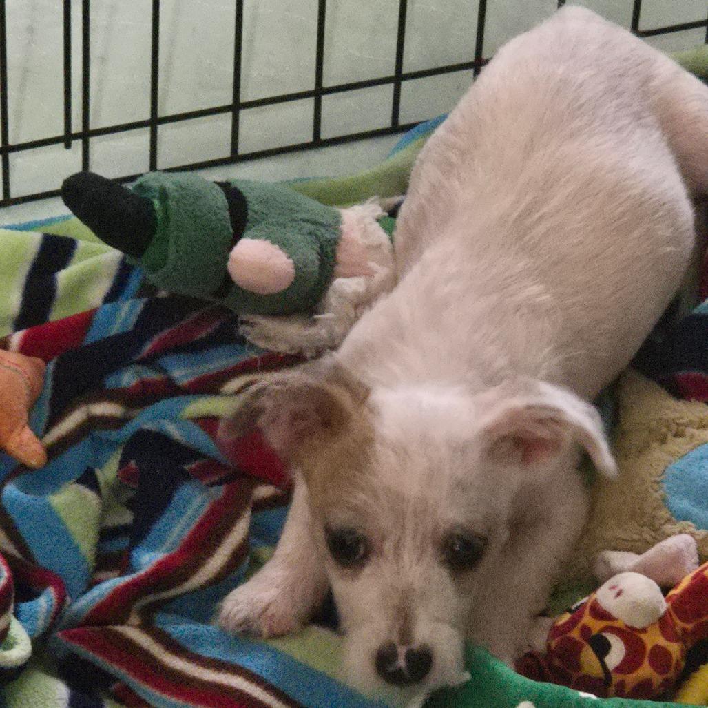 Bert, Adoptable, Puppy Male Chihuahua.