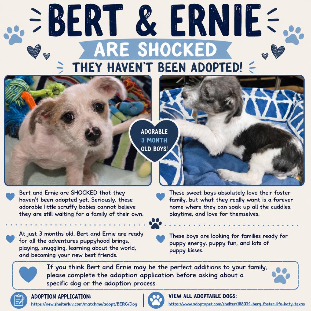 Enlarge Bert, a Adoptable Chihuahua in Katy, TX image 2/6