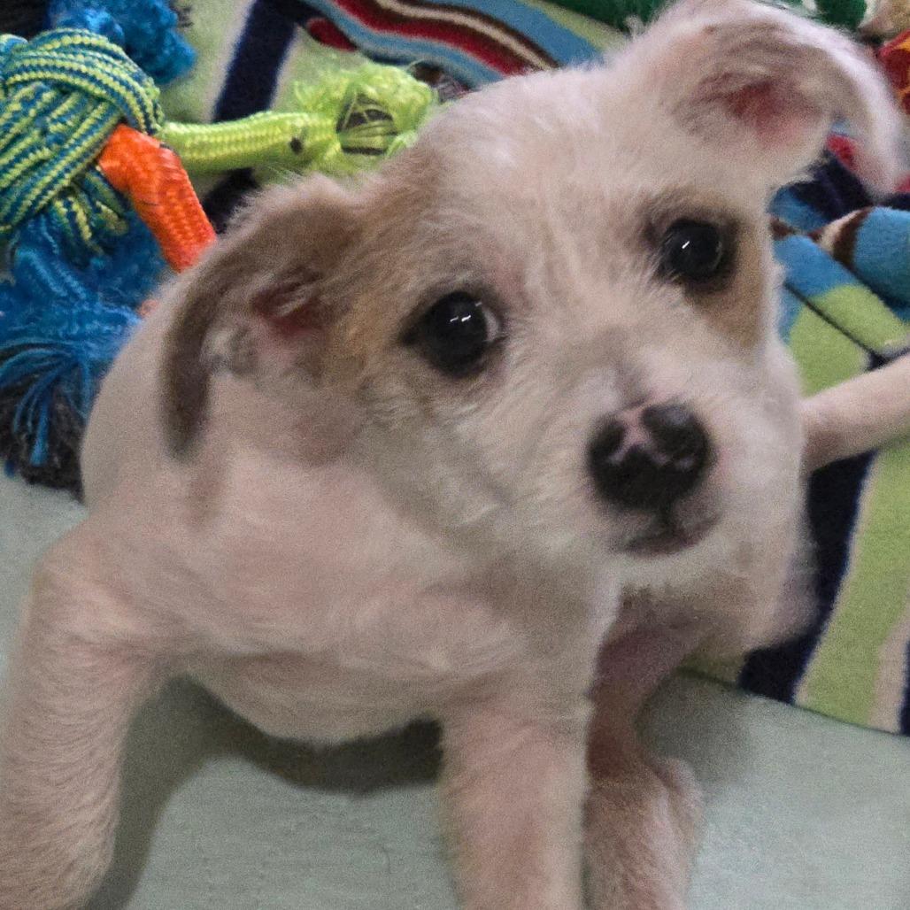 Enlarge Bert, a Adoptable Chihuahua in Katy, TX image 3/6