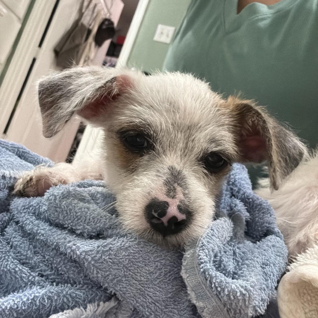 Enlarge Bert, a Adoptable Chihuahua in Katy, TX image 4/6