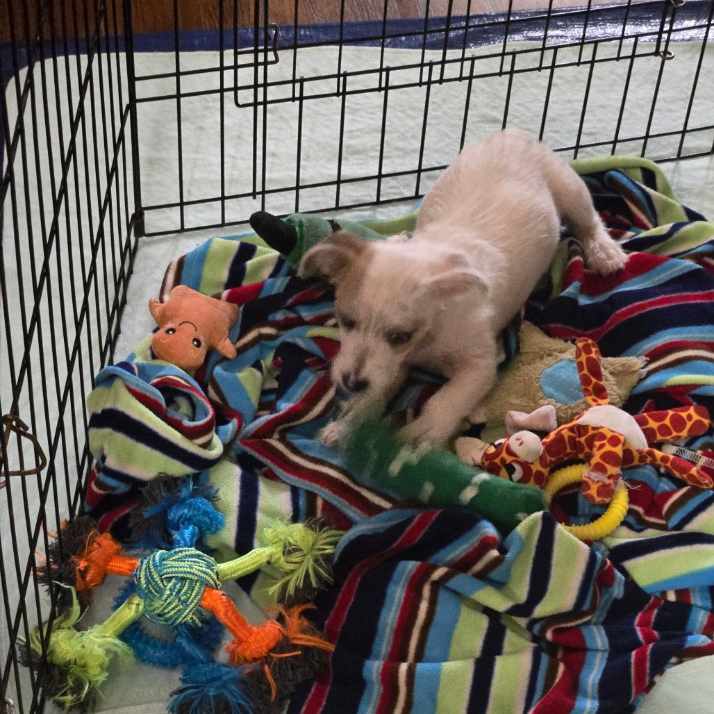 Enlarge Bert, a Adoptable Chihuahua in Katy, TX image 6/6