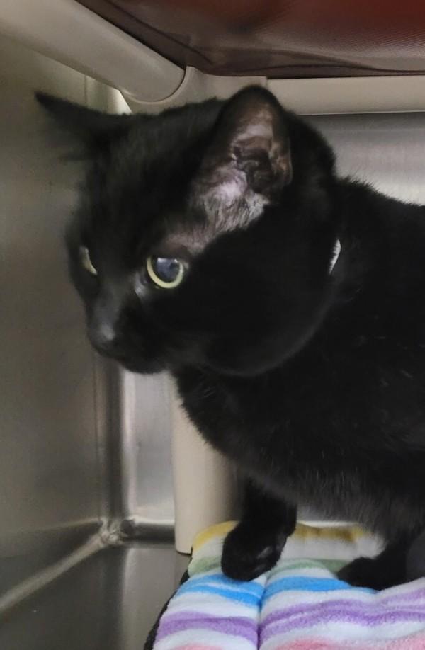 Lydia, Adoptable, Adult Female Domestic Short Hair.