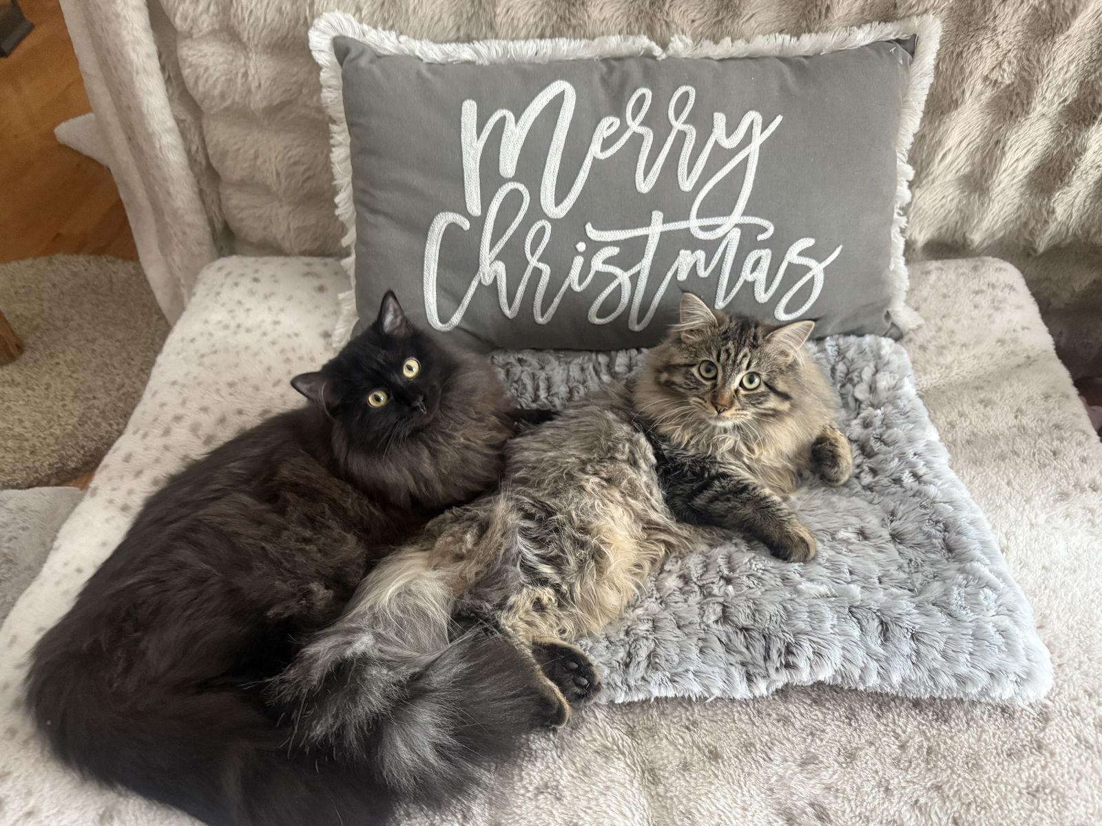 Ivy, a Adoptable Domestic Medium Hair in hinckley, IL image 1/3