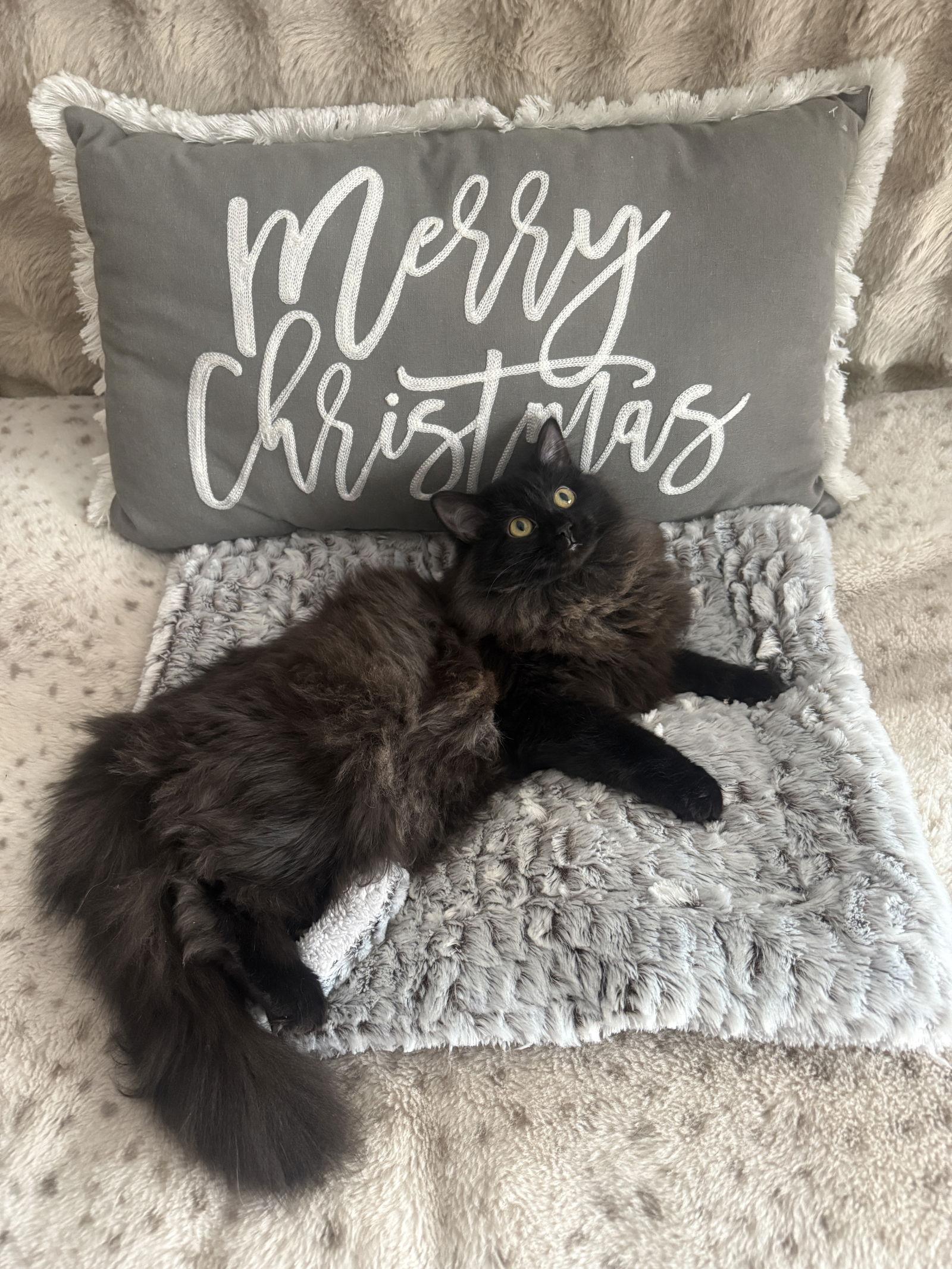 Ivy, a Adoptable Domestic Medium Hair in hinckley, IL image 2/3