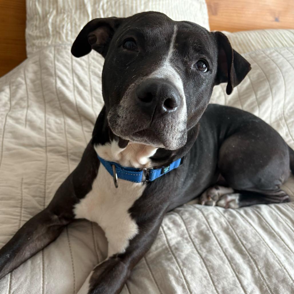 Enlarge Jade - In Foster, a Adoptable American Staffordshire Terrier in Grand Rapids, MI image 2/6