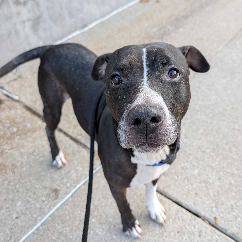 Enlarge Jade, a Adoptable American Staffordshire Terrier in Grand Rapids, MI image 1/4