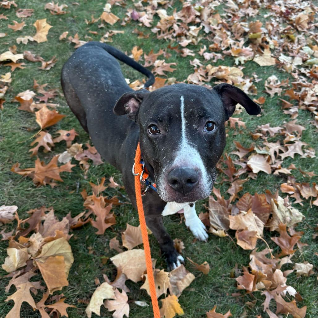 Enlarge Jade, a Adoptable American Staffordshire Terrier in Grand Rapids, MI image 3/4
