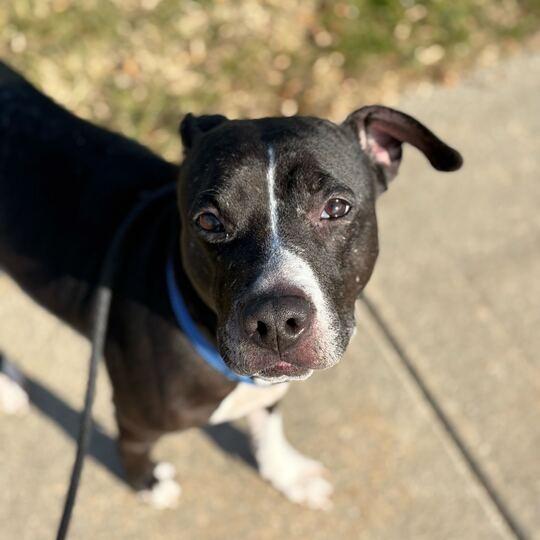 Enlarge Jade, a Adoptable American Staffordshire Terrier in Grand Rapids, MI image 2/5