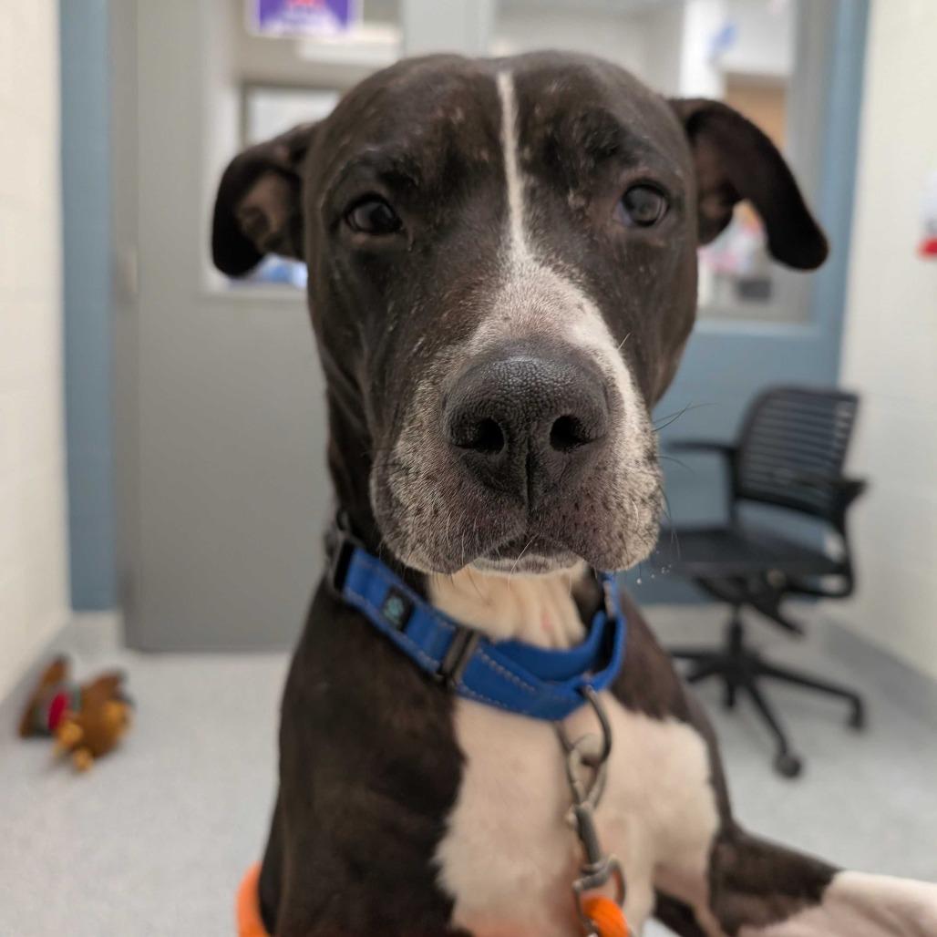 Enlarge Jade, a Adoptable American Staffordshire Terrier in Grand Rapids, MI image 3/5