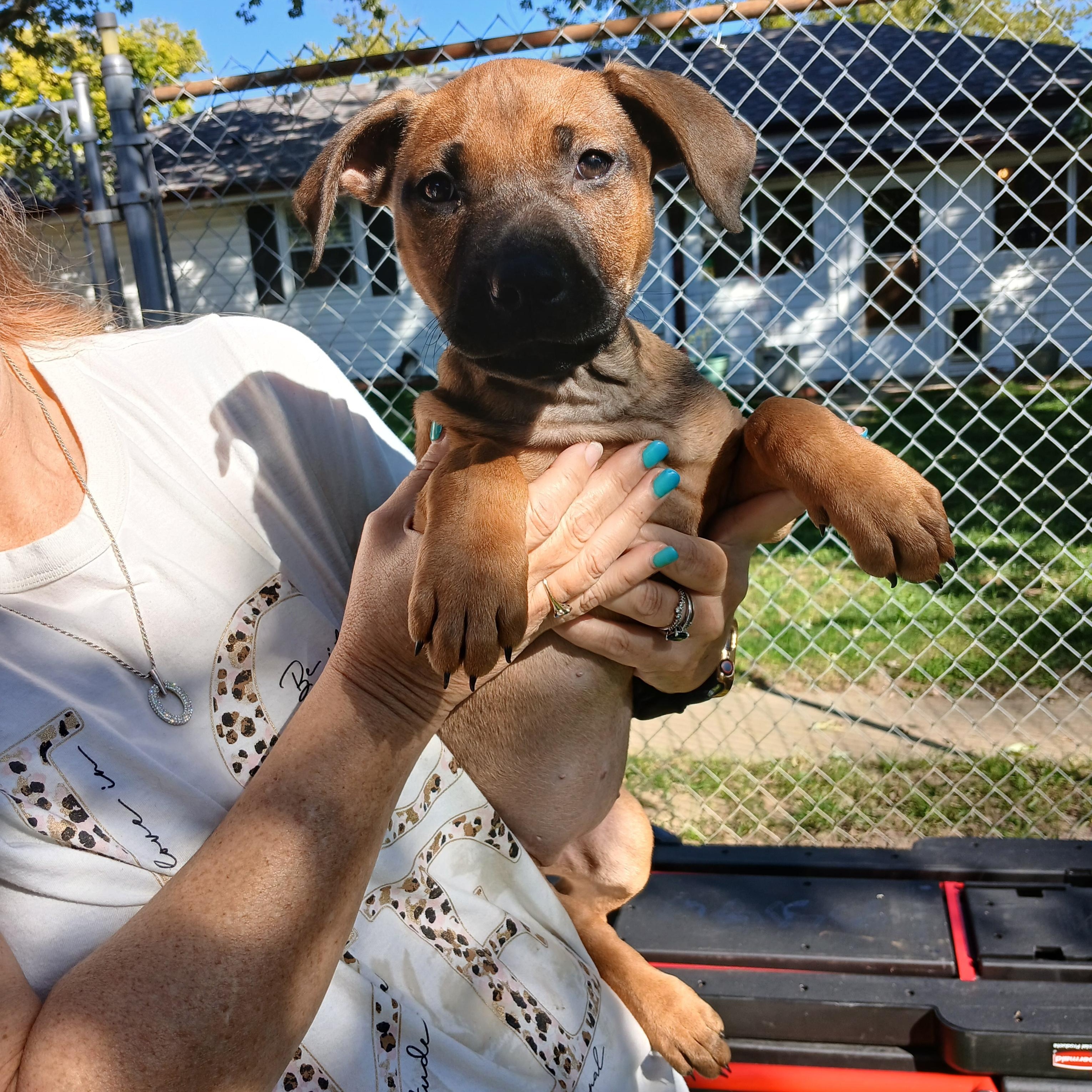 Bongo, a Adoptable mixed breed in New Palestine, IN image 1/2