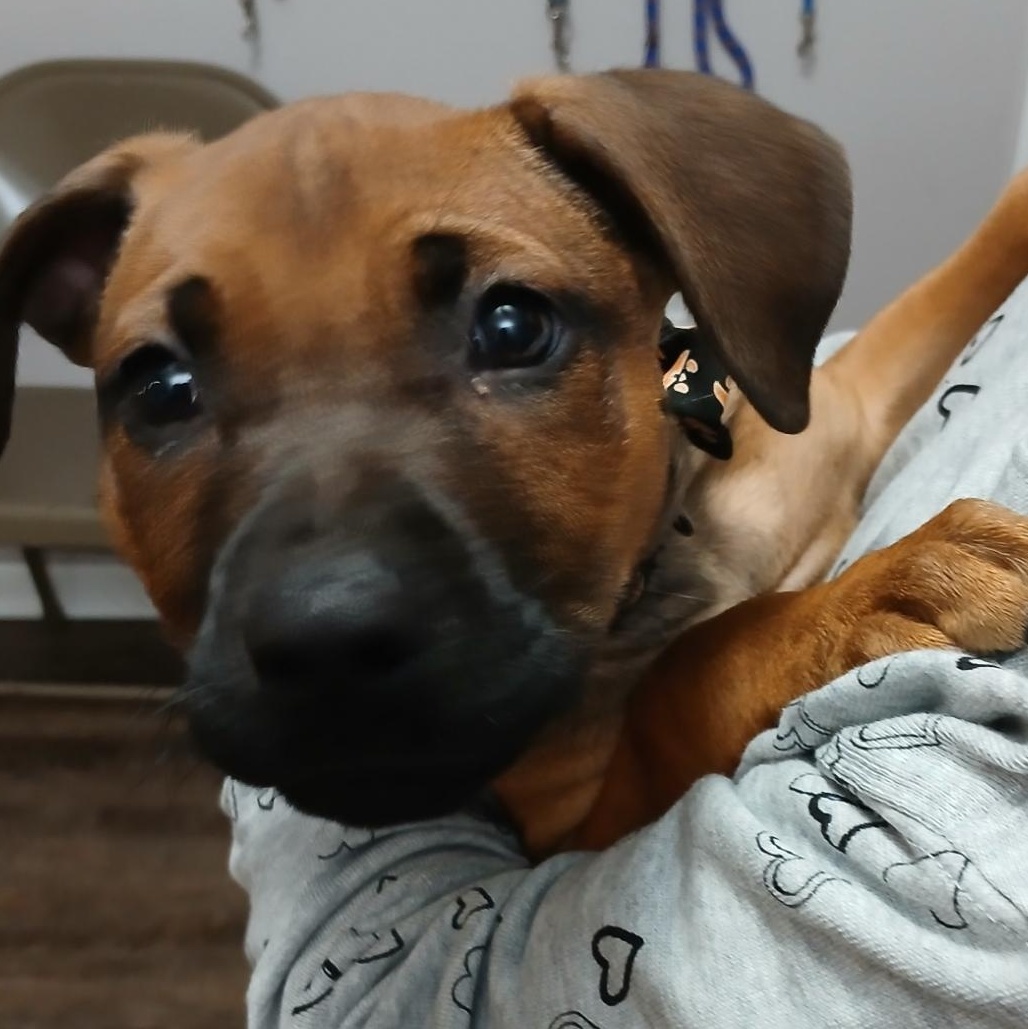 Bongo, a Adoptable mixed breed in New Palestine, IN image 2/2