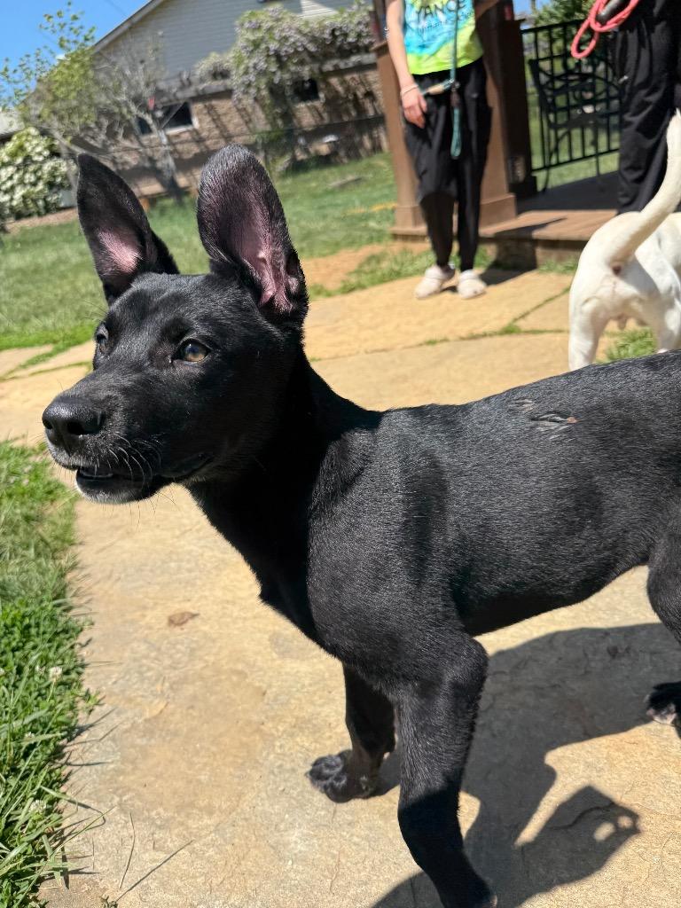 Diesel, Adoptable, Puppy Male Alaskan Malamute & American Staffordshire Terrier.