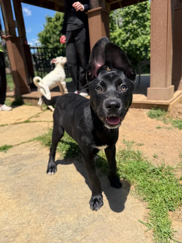 Enlarge Diesel, a Adoptable mixed breed in Burnsville, NC image 2/5