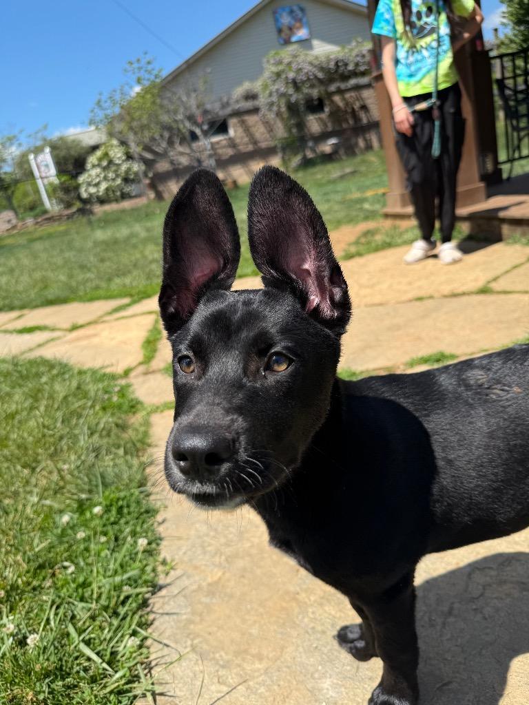 Enlarge Diesel, a Adoptable mixed breed in Burnsville, NC image 3/5