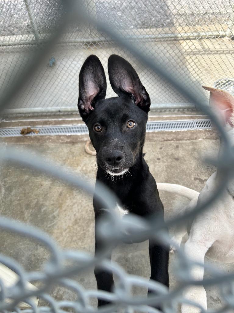 Enlarge Diesel, a Adoptable mixed breed in Burnsville, NC image 5/5