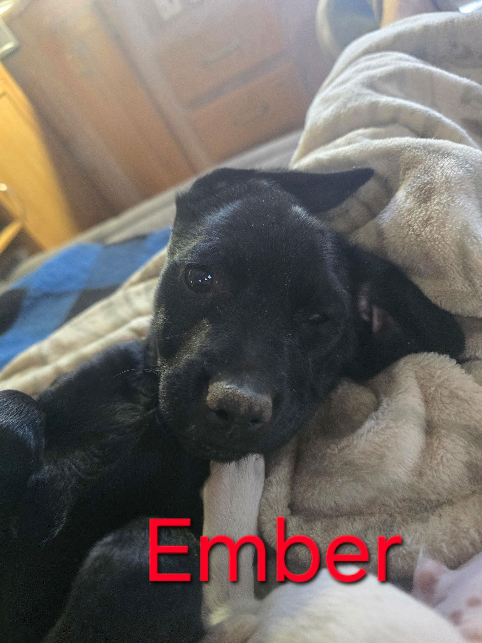 Ember, Adopted, Puppy Female Labrador Retriever.