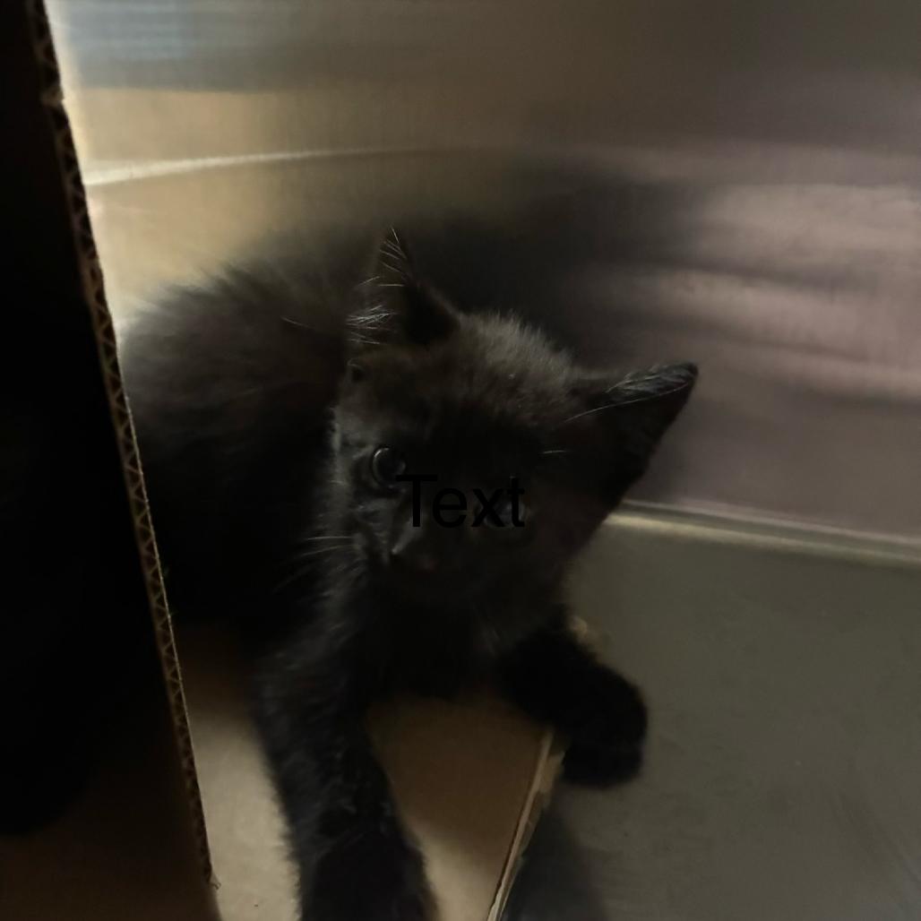 Enlarge Fiesta, a Adoptable Domestic Short Hair in Windsor, VA image 1/1
