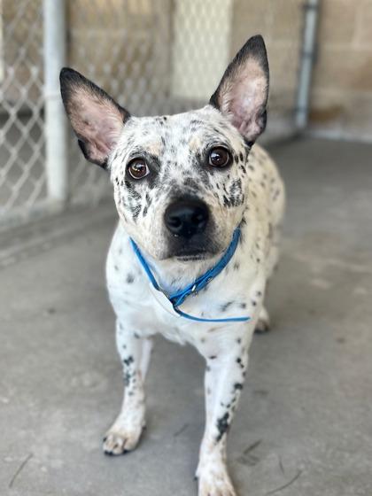 Yum Yum, Adoptable, Young Female Mixed Breed & Mixed Breed.