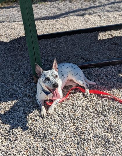 Enlarge Yum Yum, a Adoptable mixed breed in Traverse City, MI image 2/3