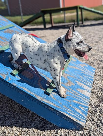 Enlarge Yum Yum, a Adoptable mixed breed in Traverse City, MI image 3/3