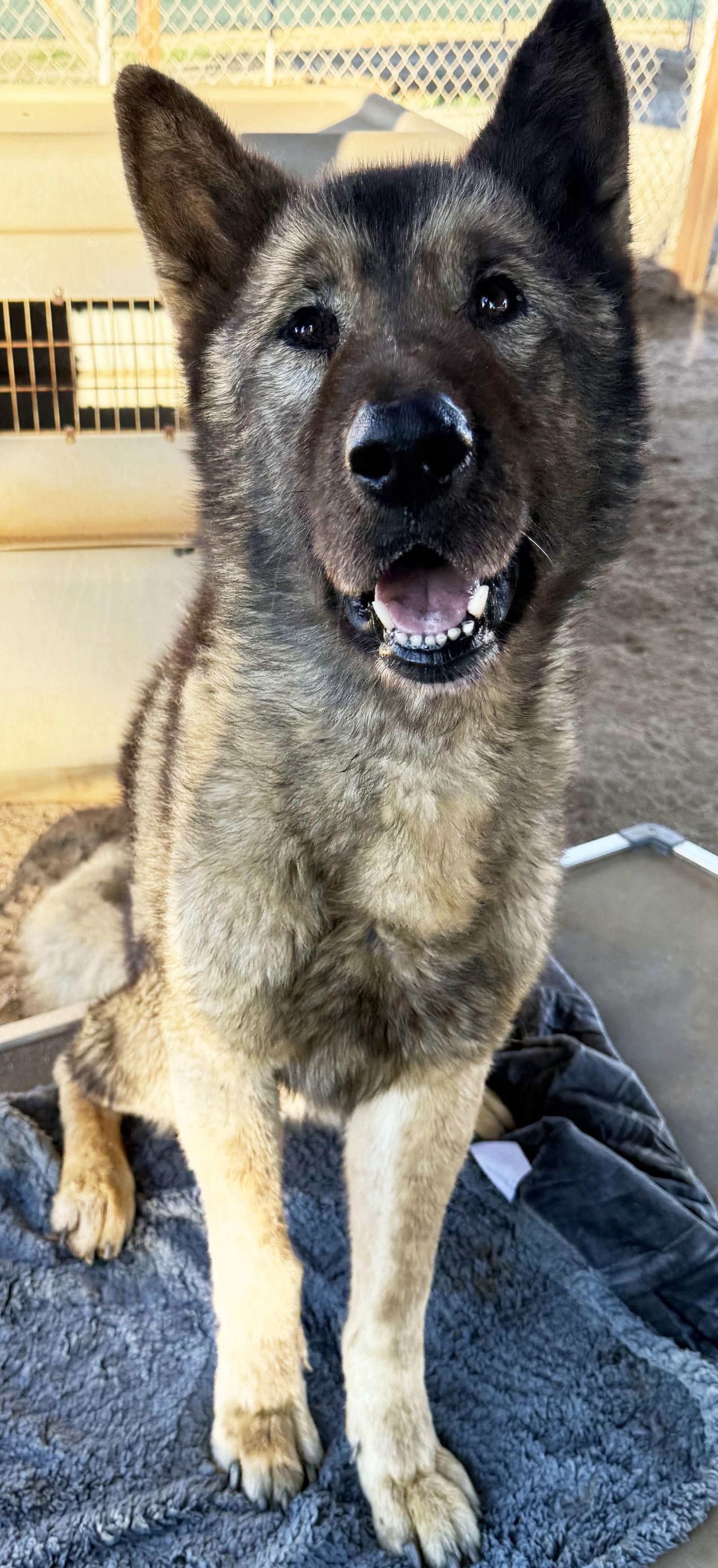 Enlarge Okami, a Adoptable Akita in Romoland, CA image 1/6