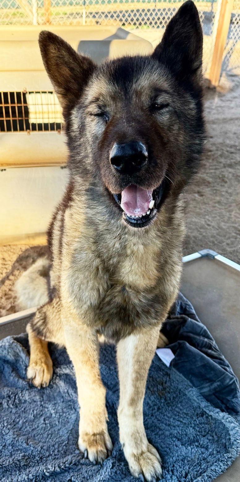 Enlarge Okami, a Adoptable Akita in Romoland, CA image 2/6