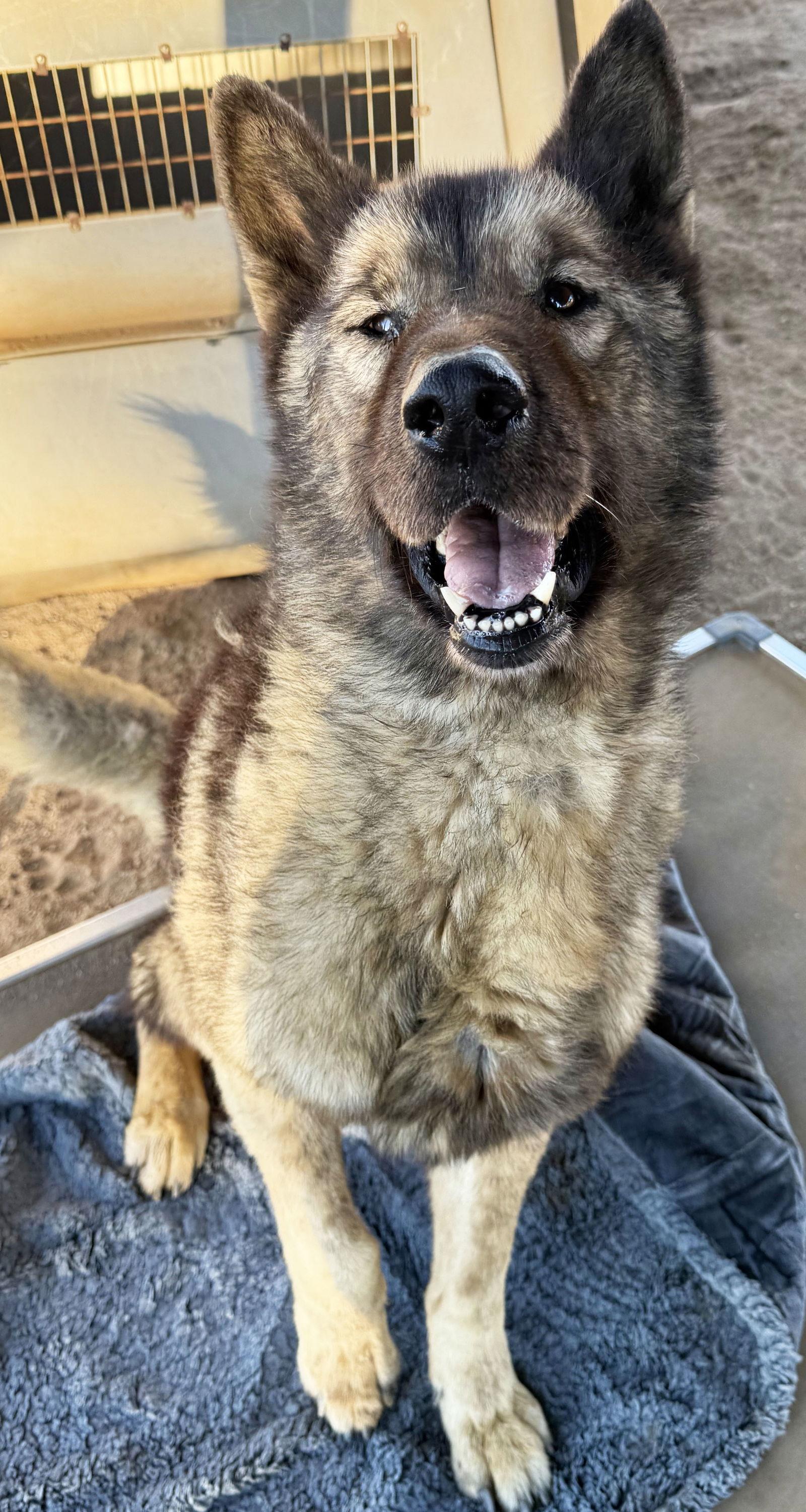 Enlarge Okami, a Adoptable Akita in Romoland, CA image 3/6